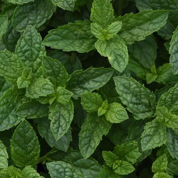Mentha x piperita - Peppermint Mentha x piperita - Peppermint