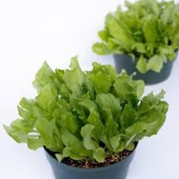 Raider - Lettuce Raider - Lettuce