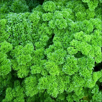 Petroselinum crispum - Curled Parsley Petroselinum crispum - Curled Parsley