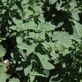 Origanum x majoricum - Italian Oregano Origanum x majoricum - Italian Oregano