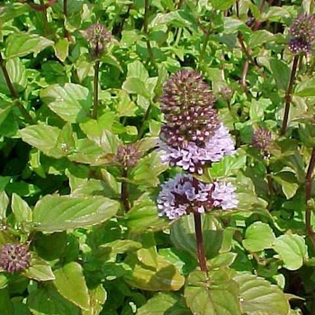 Mentha citrata - Orange Mint Mentha citrata - Orange Mint