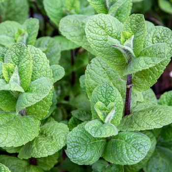 Mentha x villosa - Mojito Mint Mentha x villosa - Mojito Mint