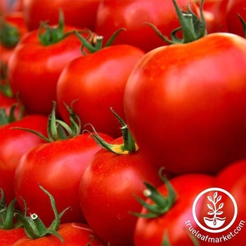Husky Red - Tomato Husky Red - Tomato