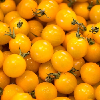 Sun Sugar - Cherry Tomato Sun Sugar - Cherry Tomato