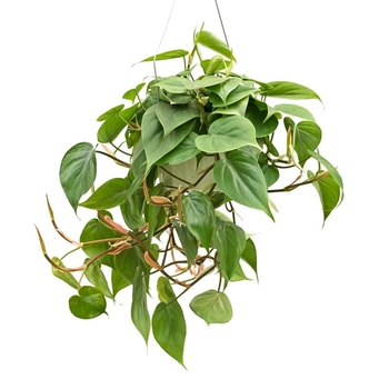 Cordatum - Philodendron Cordatum - Philodendron