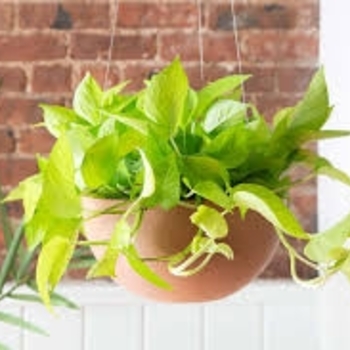 Epipremnum aureum - 'Neon' Pothos Epipremnum aureum - 'Neon' Pothos