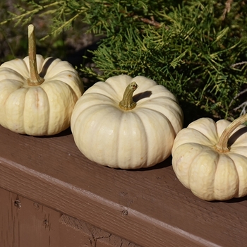Baby Boo - Pumpkin Baby Boo - Pumpkin