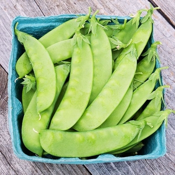 Sugar Snow - Peas