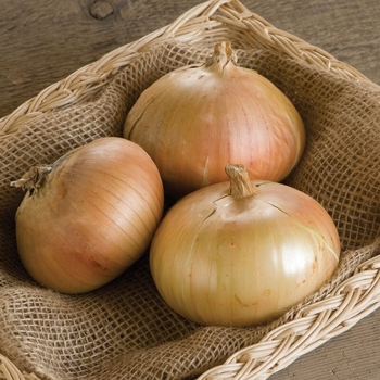 Onion - 'Candy' Onion