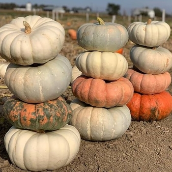 Large - Mixed Doll Pumpkins