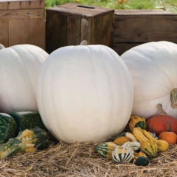 Pumpkin - Polar Bear Pumpkins