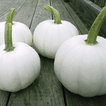 Pumpkin - Blanco Pumpkins