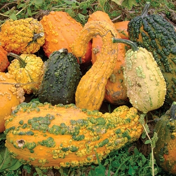 Ornamental Gourd - Lunch Lady Gourds