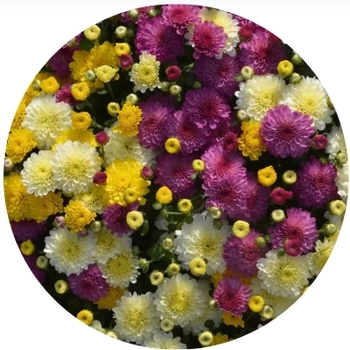 Chrysanthemum - Tri-Color Mums 10