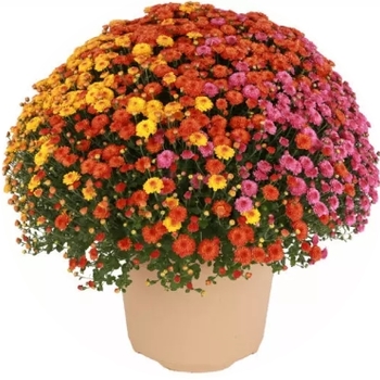 Chrysanthemum - Tri-Color Mums 14