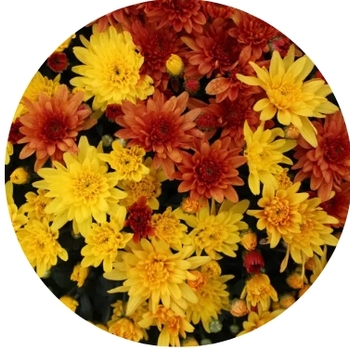 Chrysanthemum - Tri-Color Mums 12