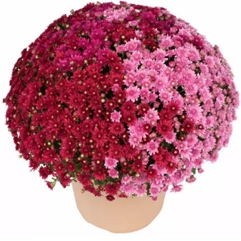 Chrysanthemum - Tri-Color Mums Combo 23