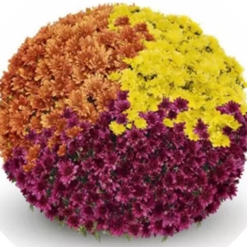 Chrysanthemum - Tri-Color Mums Combo 27