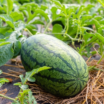 All Sweet - Watermelon All Sweet - Watermelon