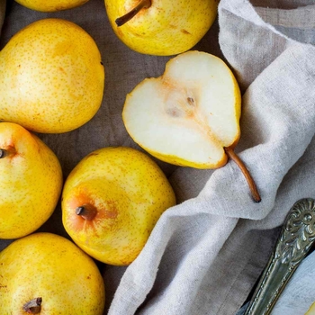 Pear - 'Bartlett' Pear