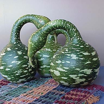 Gourd - Goose Gourd Gourd - Goose Gourd
