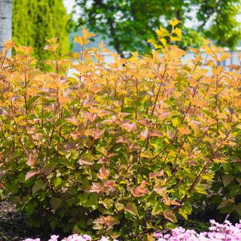 Physocarpus opulifolius - Savannah Sunset&trade;