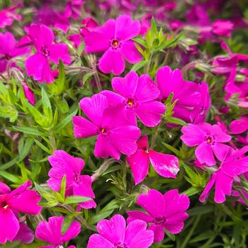 Phlox subulata - 'Spring Hot Pink' Moss Phlox