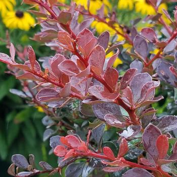 Berberis (Barberry) - Worry free&reg; 'Crimson Cutie&reg;'