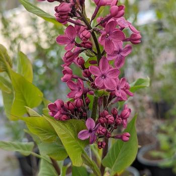 Syringa - 'Declaration' Lilac