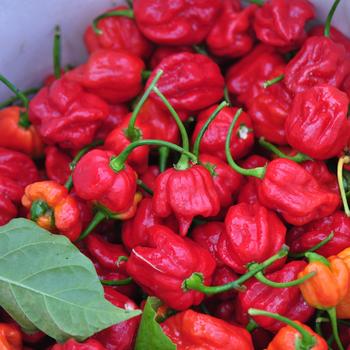 Hot Pepper - 'Trinidad Scorpion' Peppers
