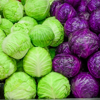 Various Varieties - Cabbage