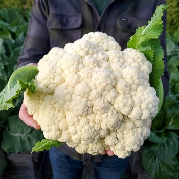 Various Varieties - Cauliflower