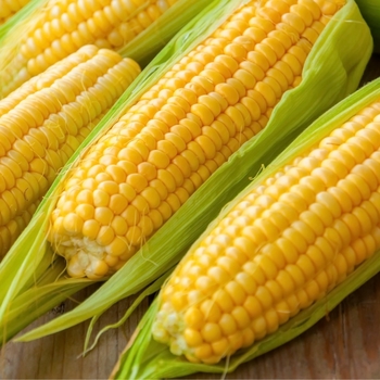 Various Varieties - Corn