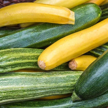Various Varieties - Squash