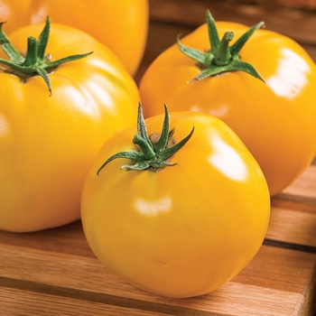 1 GAL - LEMON BOY TOMATO