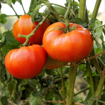 1 GAL - BETTER BOY TOMATO