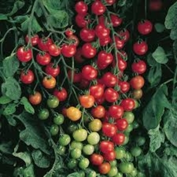 1 GAL - SUPERSWEET 100 TOMATO