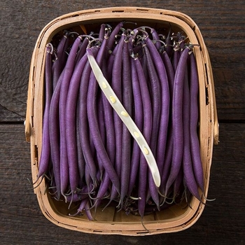  - Purple Beans