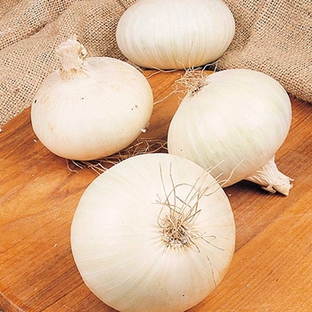  - White Onion